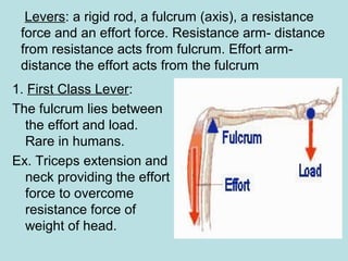 Levers: a rigid rod, a fulcrum (axis), a resistance
force and an effort force. Resistance arm- distance
from resistance acts from fulcrum. Effort arm-
distance the effort acts from the fulcrum
1. First Class Lever:
The fulcrum lies between
the effort and load.
Rare in humans.
Ex. Triceps extension and
neck providing the effort
force to overcome
resistance force of
weight of head.
 