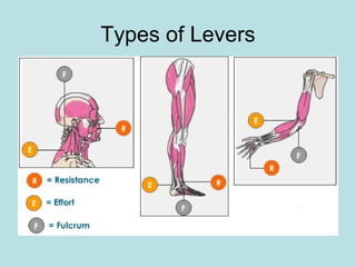 Types of Levers
 