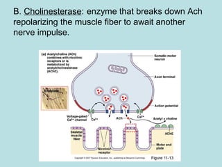 B. Cholinesterase: enzyme that breaks down Ach
repolarizing the muscle fiber to await another
nerve impulse.
 