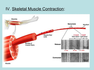 IV. Skeletal Muscle Contraction:
 