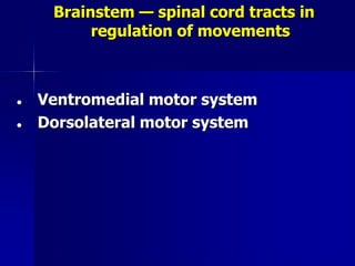 Brainstem — spinal cord tracts in
regulation of movements
 Ventromedial motor system
 Dorsolateral motor system
 