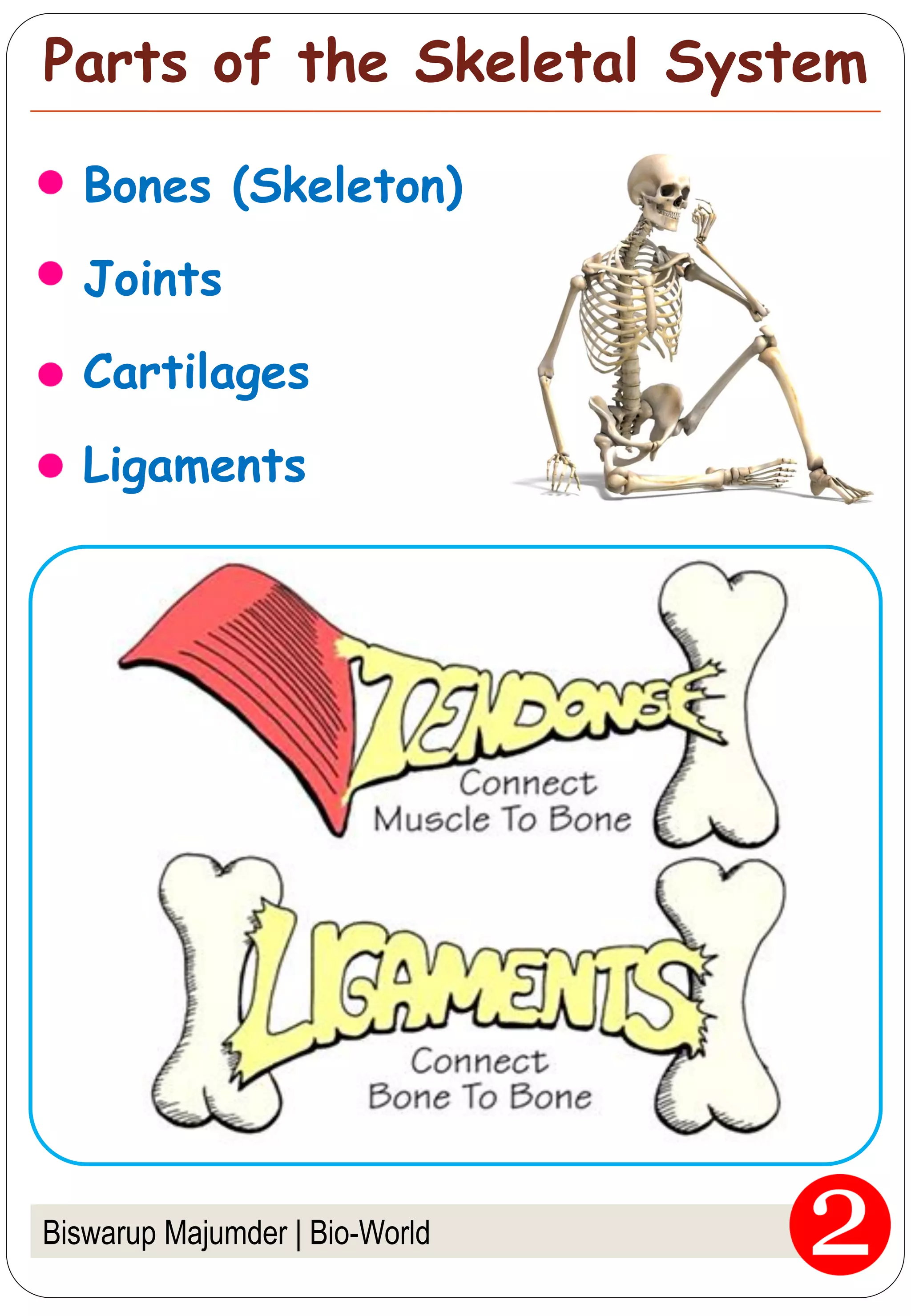 Skeletal System Movement Examples