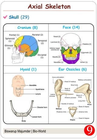 Biswarup Majumder | Bio-World
Axial Skeleton
Skull (29)
Cranium (8) Face (14)
Hyoid (1) Ear Ossicles (6)
 