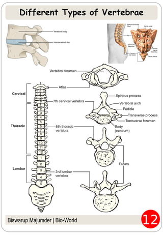Biswarup Majumder | Bio-World
Different Types of Vertebrae
 
