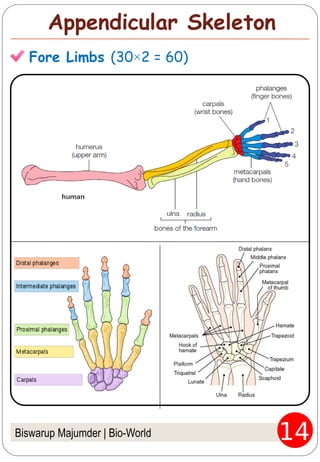 Biswarup Majumder | Bio-World
Appendicular Skeleton
Fore Limbs (30×2 = 60)
 