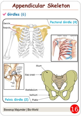 Biswarup Majumder | Bio-World
Appendicular Skeleton
Girdles (6)
Pectoral Girdle (4)
Pelvic Girdle (2)
 