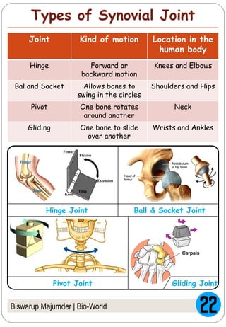 Biswarup Majumder | Bio-World
Types of Synovial Joint
Joint Kind of motion Location in the
human body
Hinge Forward or
backward motion
Knees and Elbows
Bal and Socket Allows bones to
swing in the circles
Shoulders and Hips
Pivot One bone rotates
around another
Neck
Gliding One bone to slide
over another
Wrists and Ankles
Hinge Joint Ball & Socket Joint
Pivot Joint Gliding Joint
 