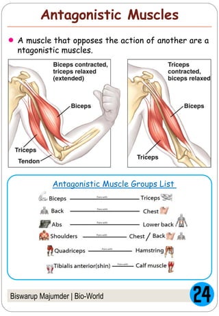 Biswarup Majumder | Bio-World
Antagonistic Muscles
Antagonistic Muscle Groups List
A muscle that opposes the action of another are a
ntagonistic muscles.
 