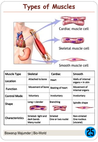 Biswarup Majumder | Bio-World
Types of Muscles
 