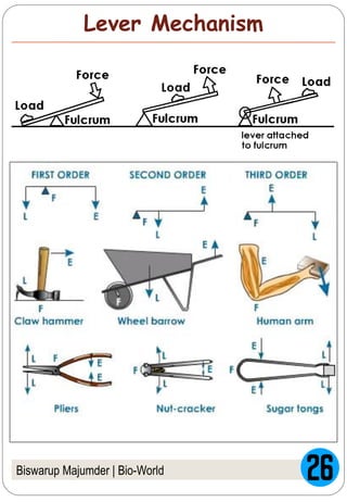 Biswarup Majumder | Bio-World
Lever Mechanism
 