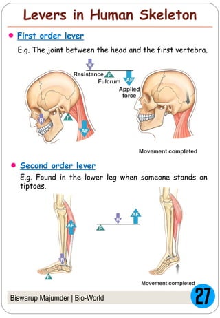 Biswarup Majumder | Bio-World
Levers in Human Skeleton
First order lever
E.g. The joint between the head and the first vertebra.
Second order lever
E.g. Found in the lower leg when someone stands on
tiptoes.
 