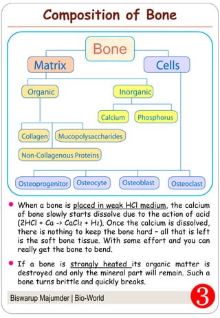 Bone
Biswarup Majumder | Bio-World
Composition of Bone
When a bone is placed in weak HCl medium, the calcium
of bone slowly starts dissolve due to the action of acid
(2HCl + Ca -> CaCl2 + H2). Once the calcium is dissolved,
there is nothing to keep the bone hard – all that is left
is the soft bone tissue. With some effort and you can
really get the bone to bend.
If a bone is strongly heated its organic matter is
destroyed and only the mineral part will remain. Such a
bone turns brittle and quickly breaks.
 