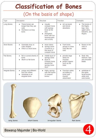 Biswarup Majumder | Bio-World
Classification of Bones
(On the basis of shape)
 