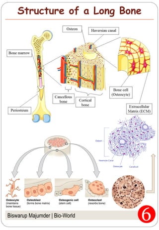 Biswarup Majumder | Bio-World
Structure of a Long Bone
 