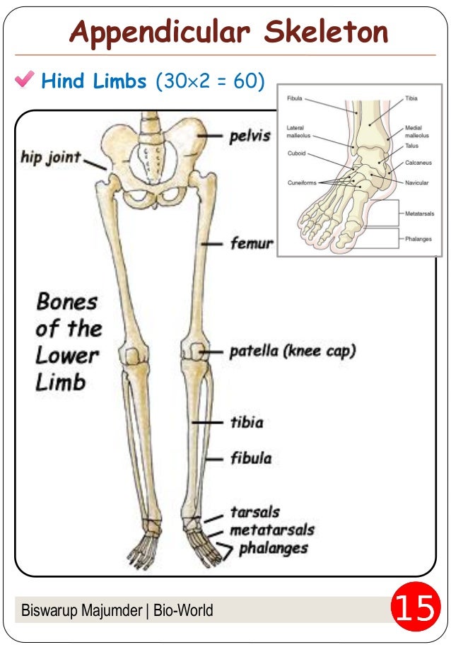 Skeleton : Movement and Locomotion