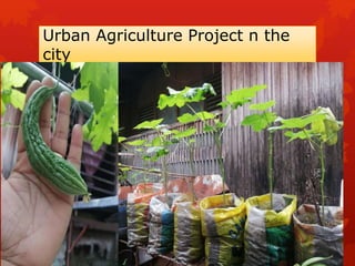 Image showcasing Urban Agriculture and Innovative Production Grants - USDA