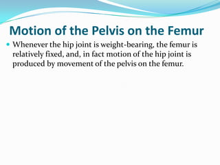 Motion of the Pelvis on the Femur
 Whenever the hip joint is weight-bearing, the femur is
relatively fixed, and, in fact motion of the hip joint is
produced by movement of the pelvis on the femur.
 