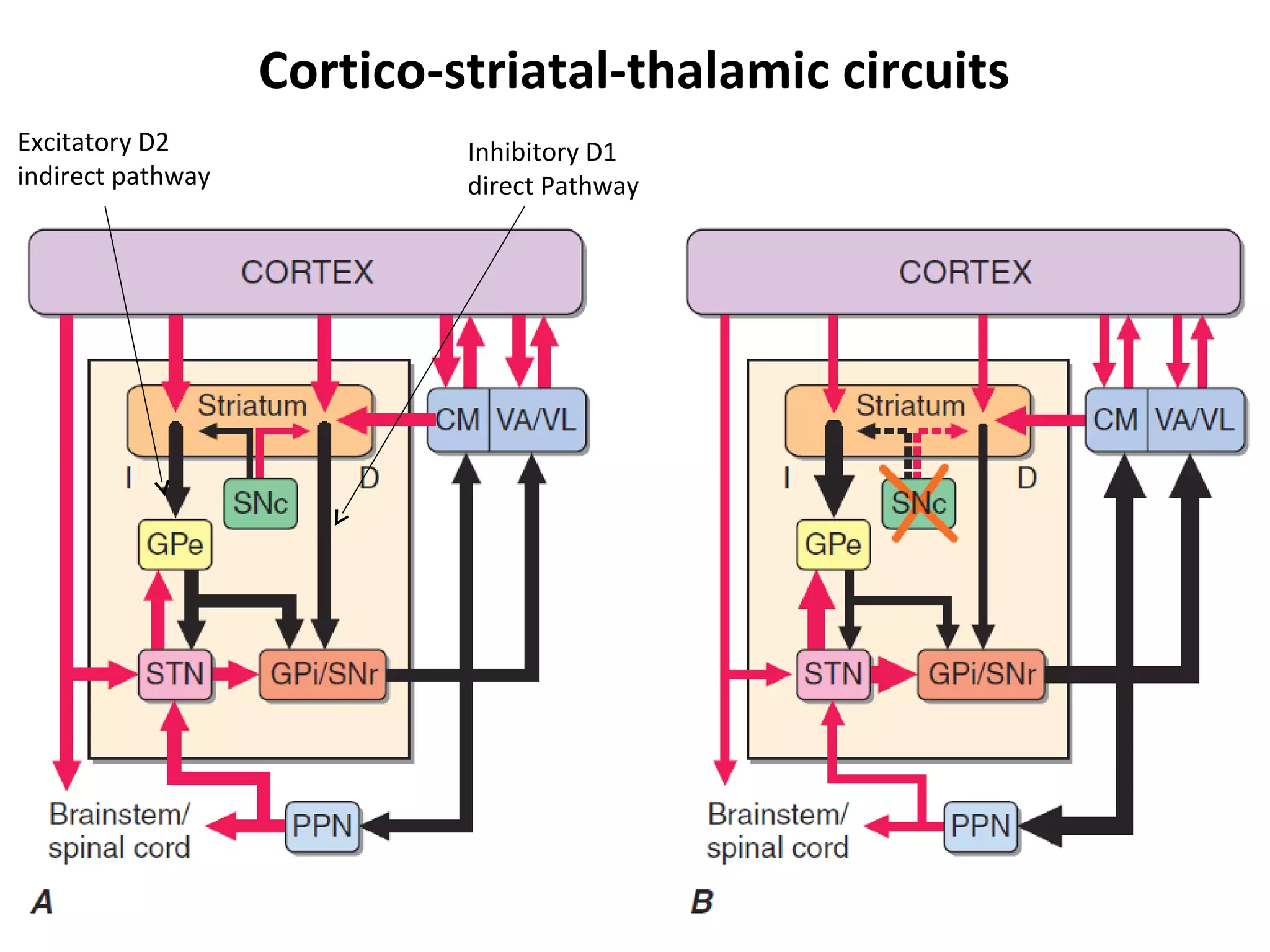 Cortico-striatal-thalamic circuits
11
Inhibitory D1
direct Pathway
Excitatory D2
indirect pathway
 