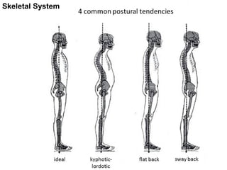 Skeletal System 
 