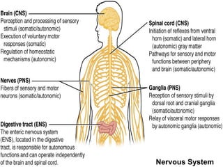 Nervous System 
 