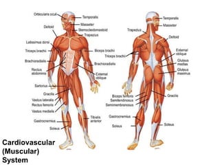Cardiovascular 
(Muscular) 
System 
