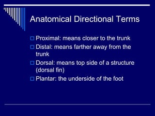 Anatomical Directional Terms
 Proximal: means closer to the trunk
 Distal: means farther away from the
trunk
 Dorsal: means top side of a structure
(dorsal fin)
 Plantar: the underside of the foot
 