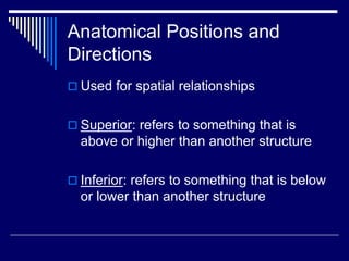 Anatomical Positions and
Directions
 Used for spatial relationships
 Superior: refers to something that is
above or higher than another structure
 Inferior: refers to something that is below
or lower than another structure
 