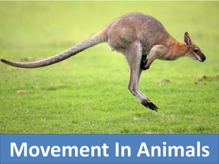 Movement In Animals