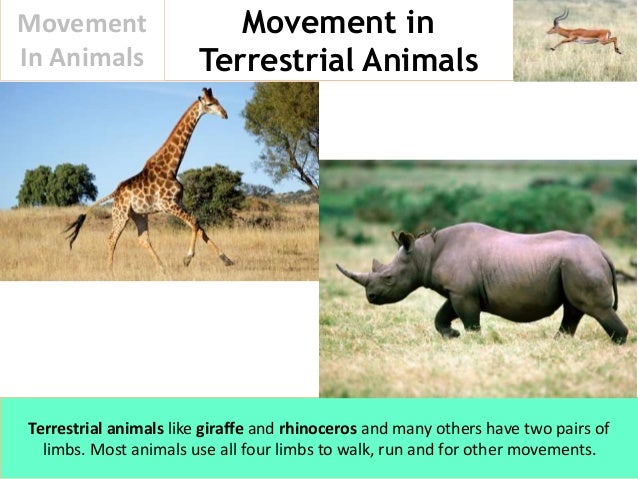 Movement In Animals