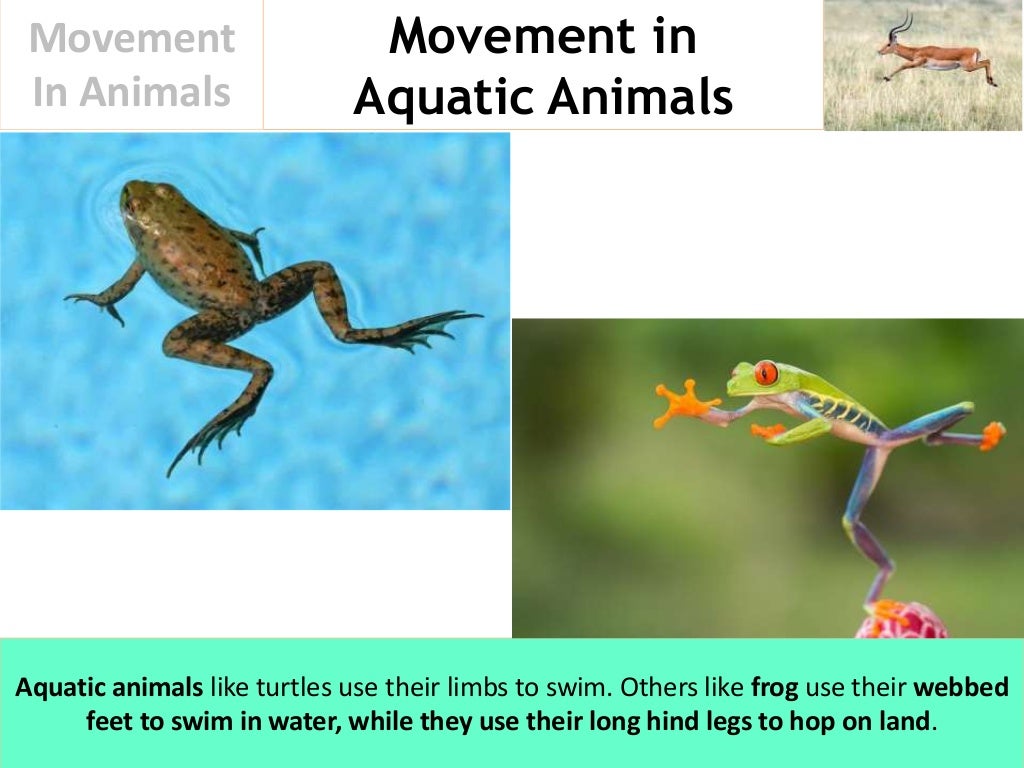 Movement In Animals