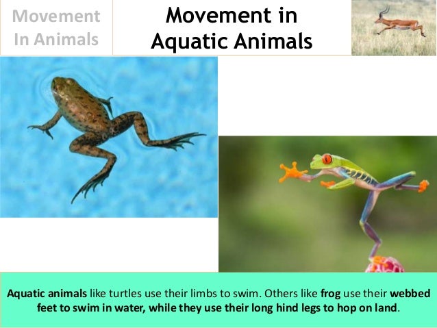 Movement In Animals