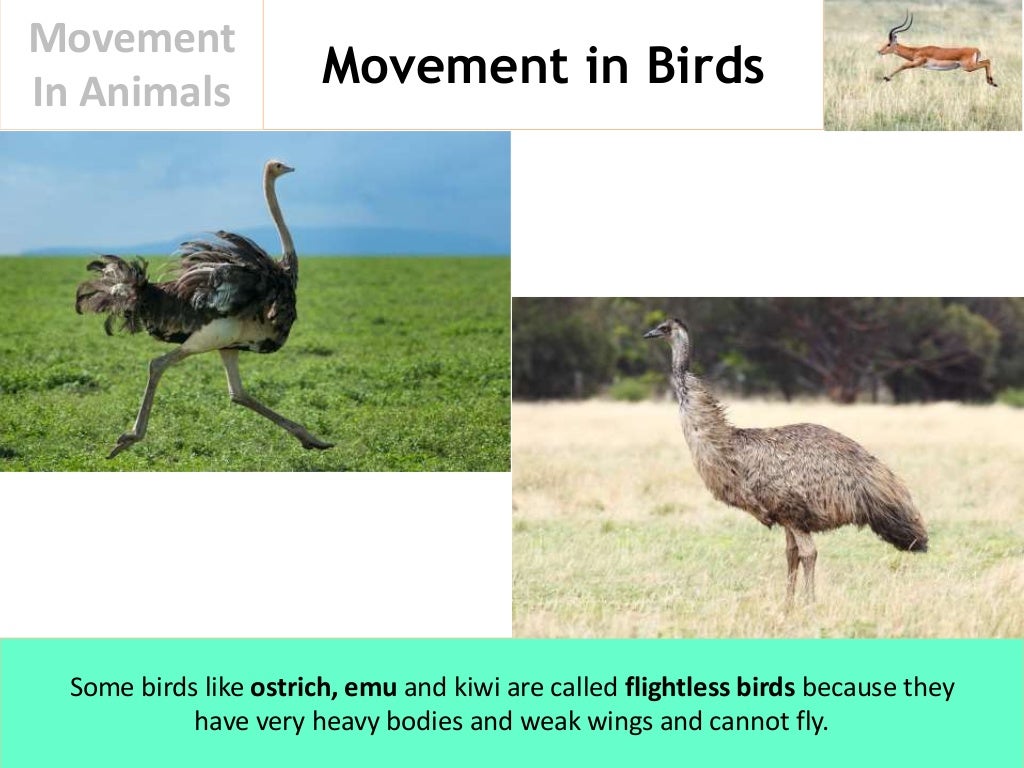 Movement In Animals