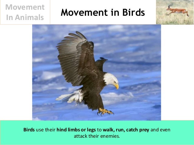 Movement In Animals