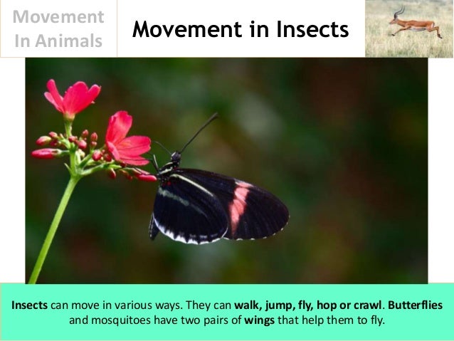 Movement In Animals