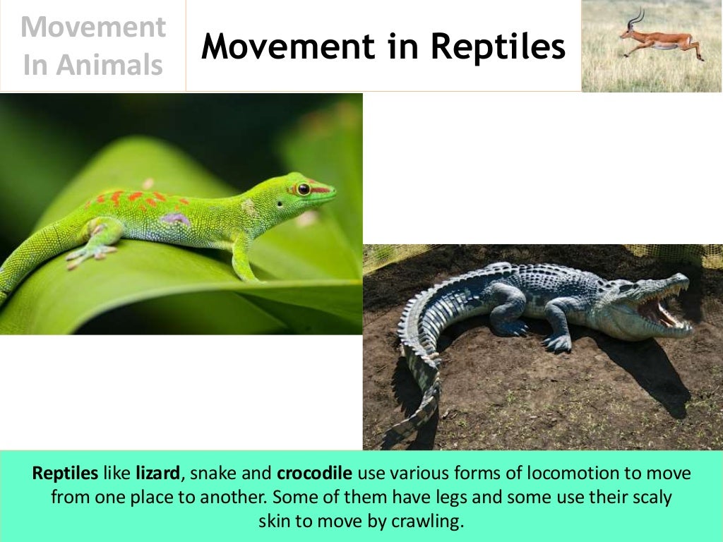 Movement In Animals