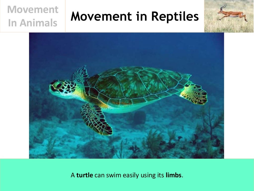 Movement In Animals