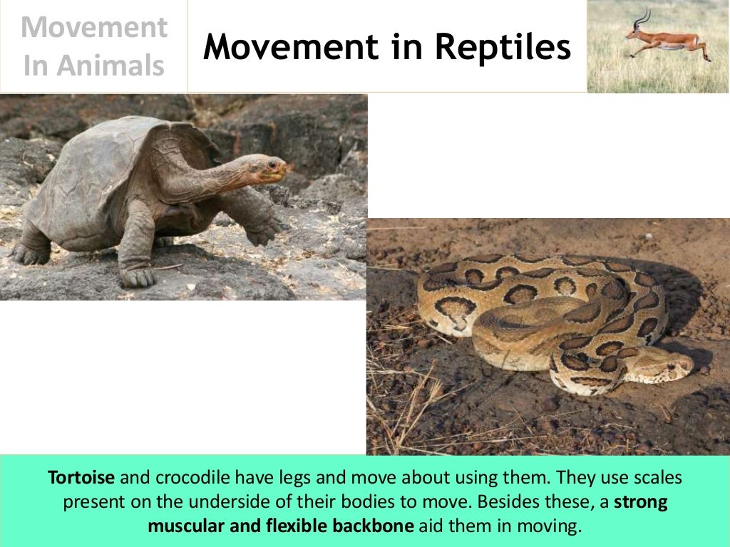 Movement In Animals
