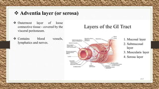  Outermost layer of loose
connective tissue - covered by the
visceral peritoneum.
 Contains blood vessels,
lymphatics and nerves.
 Adventia layer (or serosa)
 