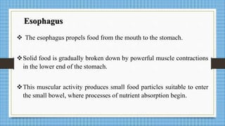  The esophagus propels food from the mouth to the stomach.
Solid food is gradually broken down by powerful muscle contractions
in the lower end of the stomach.
This muscular activity produces small food particles suitable to enter
the small bowel, where processes of nutrient absorption begin.
Esophagus
 