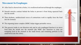 Movement In Esophagus
 After food is chewed into a bolus, it is swallowed and moved through the esophagus.
 Smooth muscles contract behind the bolus to prevent it from being squeezed back
into the mouth.
 Then rhythmic, unidirectional waves of contractions work to rapidly force the food
into the stomach.
 The migrating motor complex (MMC) helps trigger peristaltic waves.
 This process works in one direction only and its sole esophageal function is to move
food from the mouth into the stomach (the MMC also functions to clear out
remaining food in the stomach to the small bowel, and remaining particles in the
small bowel into the colon).
 