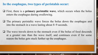 In the esophagus, two types of peristalsis occur:
 First, there is a primary peristaltic wave, which occurs when the bolus
enters the esophagus during swallowing.
 The primary peristaltic wave forces the bolus down the esophagus and
into the stomach in a wave lasting about 8–9 seconds.
 The wave travels down to the stomach even if the bolus of food descends
at a greater rate than the wave itself, and continues even if for some
reason the bolus gets stuck further up the esophagus.
 