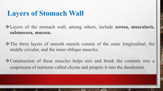 Layers of Stomach Wall
Layers of the stomach wall, among others, include serosa, muscularis,
submucosa, mucosa.
The three layers of smooth muscle consist of the outer longitudinal, the
middle circular, and the inner oblique muscles.
Construction of these muscles helps mix and break the contents into a
suspension of nutrients called chyme and propels it into the duodenum.
 