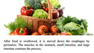 After food is swallowed, it is moved down the esophagus by
peristalsis. The muscles in the stomach, small intestine, and large
intestine continue the process.
 