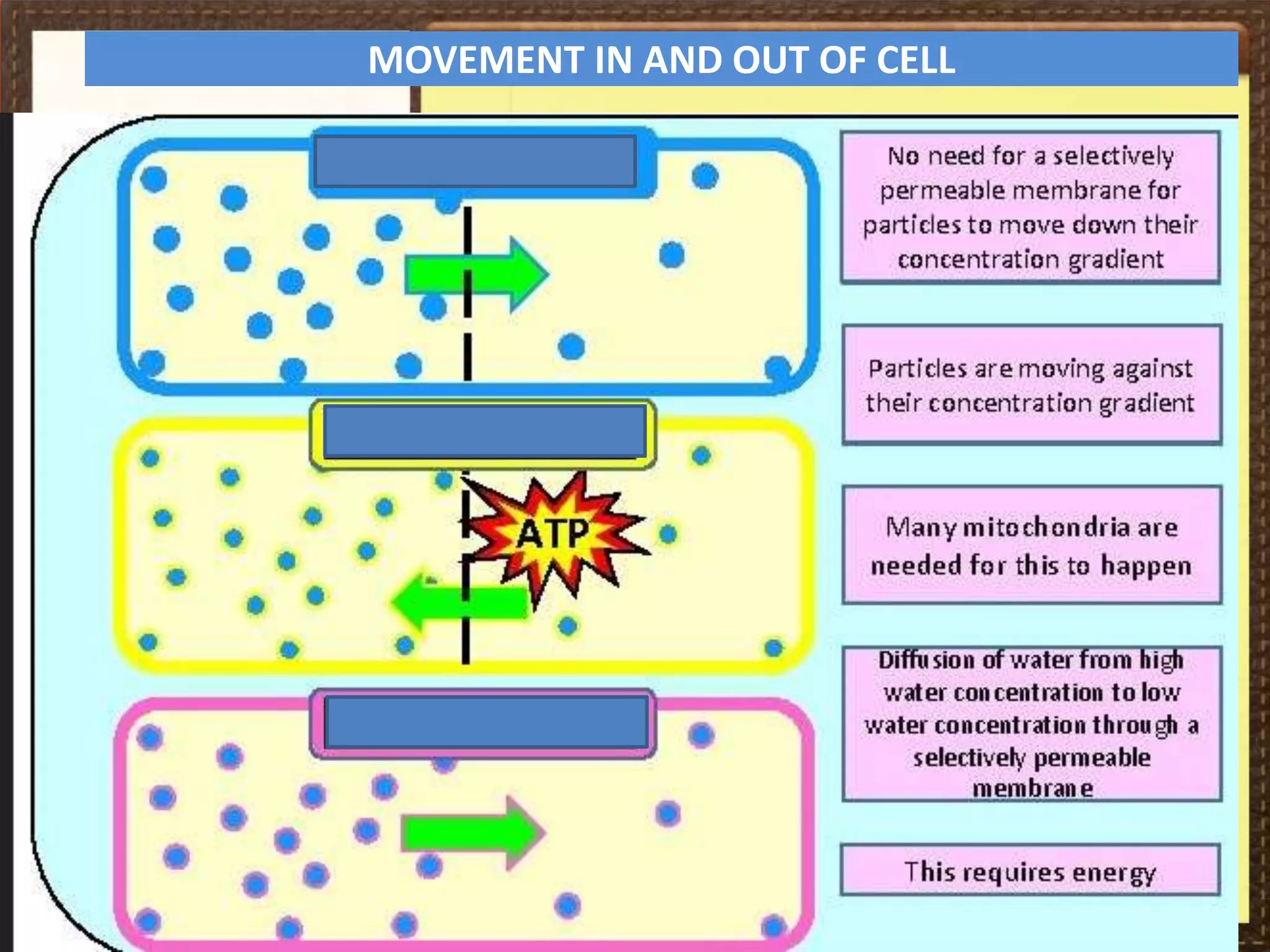 Movement in & Out Cell.ppt