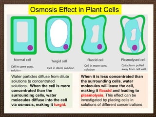 Movement in & Out Cell.ppt