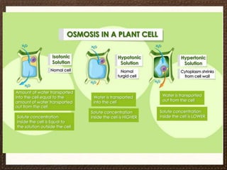 Movement in & Out Cell.ppt