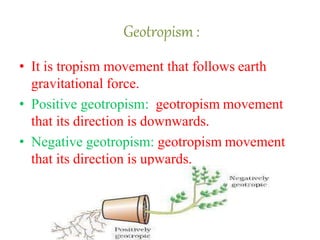 Movement in plants | PPTX