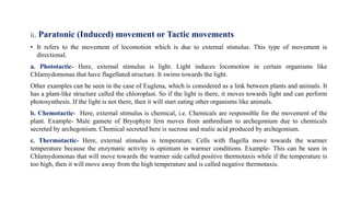 ii. Paratonic (Induced) movement or Tactic movements
• It refers to the movement of locomotion which is due to external stimulus. This type of movement is
directional.
a. Phototactic- Here, external stimulus is light. Light induces locomotion in certain organisms like
Chlamydomonas that have flagellated structure. It swims towards the light.
Other examples can be seen in the case of Euglena, which is considered as a link between plants and animals. It
has a plant-like structure called the chloroplast. So if the light is there, it moves towards light and can perform
photosynthesis. If the light is not there, then it will start eating other organisms like animals.
b. Chemotactic- Here, external stimulus is chemical, i.e. Chemicals are responsible for the movement of the
plant. Example- Male gamete of Bryophyte fern moves from anthredium to archegonium due to chemicals
secreted by archegonium. Chemical secreted here is sucrose and malic acid produced by archegonium.
c. Thermotactic- Here, external stimulus is temperature. Cells with flagella move towards the warmer
temperature because the enzymatic activity is optimum in warmer conditions. Example- This can be seen in
Chlamydomonas that will move towards the warmer side called positive thermotaxis while if the temperature is
too high, then it will move away from the high temperature and is called negative thermotaxis.
 