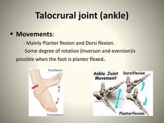 Talocrural Inversion/eversion Mobilization movement | PPTX
