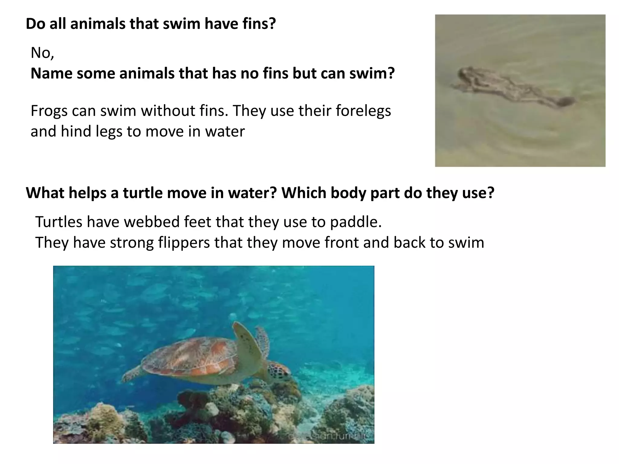 What helps a turtle move in water? Which body part do they use?
Turtles have webbed feet that they use to paddle.
They have strong flippers that they move front and back to swim
Do all animals that swim have fins?
No,
Name some animals that has no fins but can swim?
Frogs can swim without fins. They use their forelegs
and hind legs to move in water
 